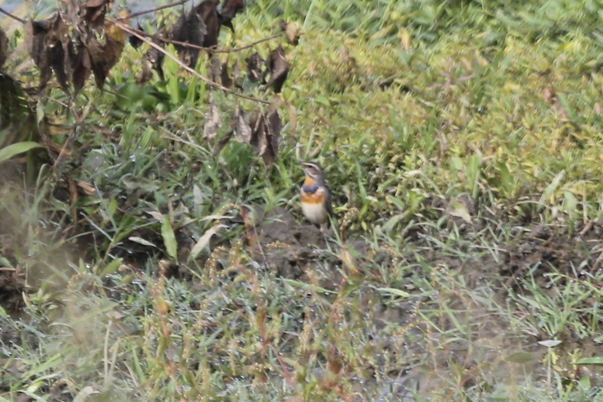 Bluethroat - ML462014711