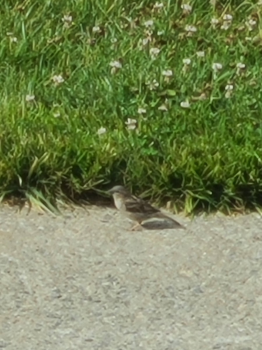 House Sparrow - ML462014821