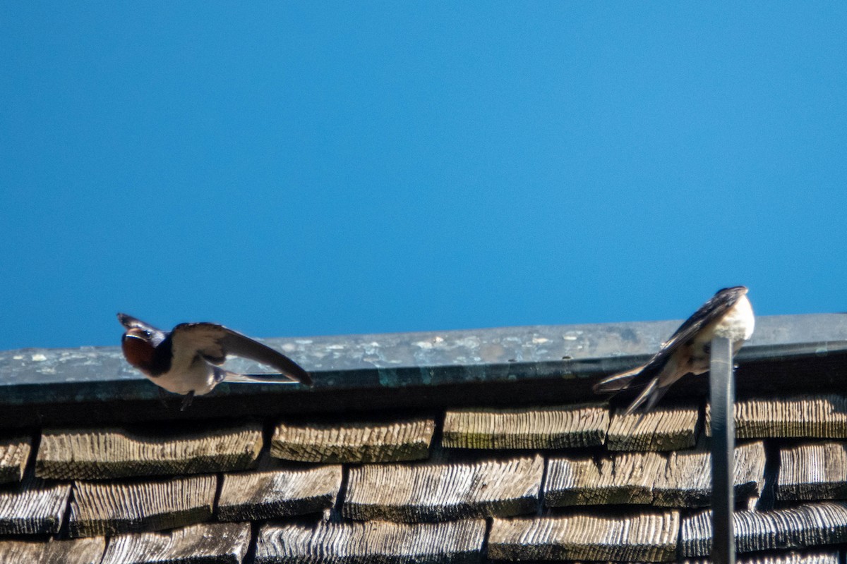 Barn Swallow - ML462015251