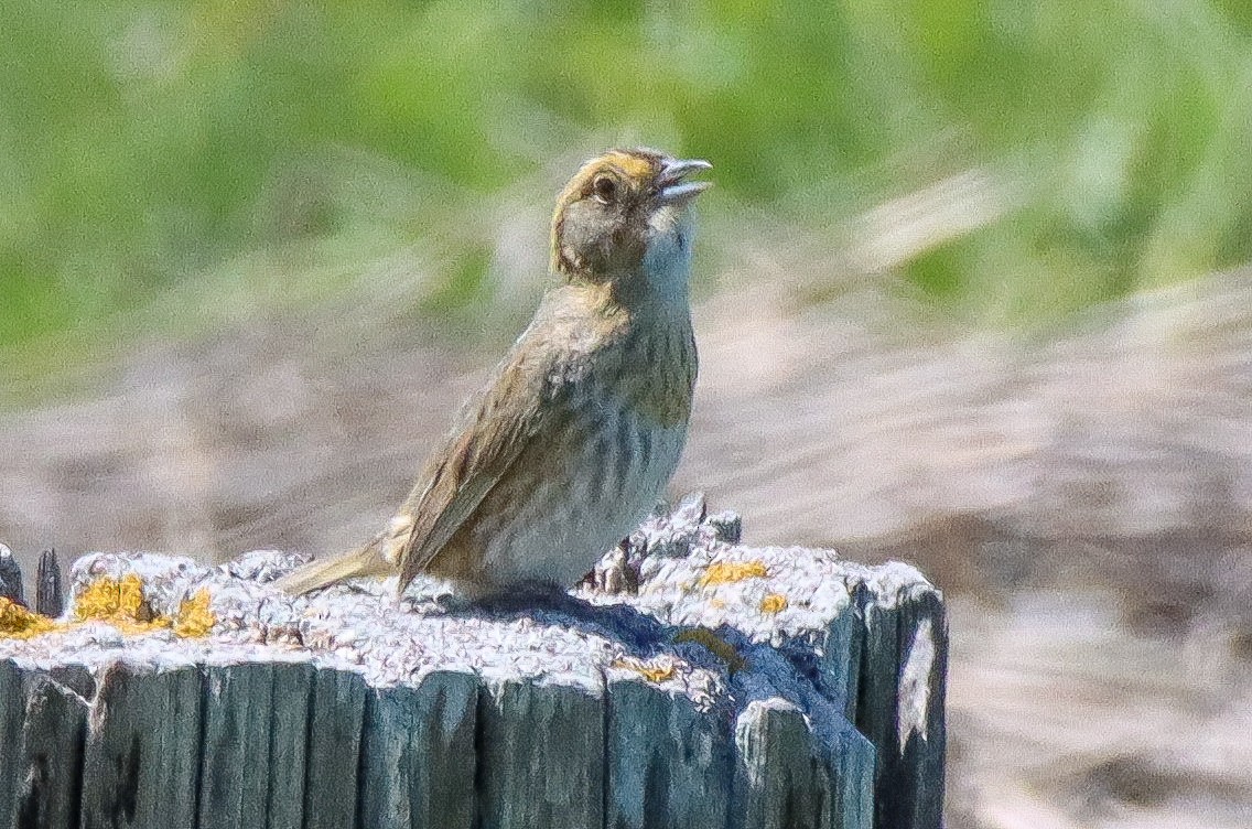 Nelson's Sparrow - ML462015271