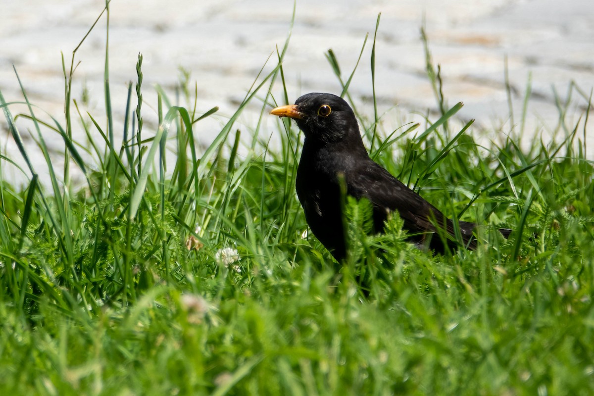 Eurasian Blackbird - Michael & Ellen LAM