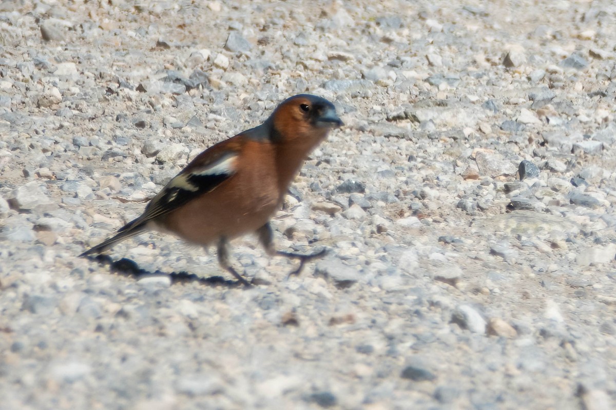 Common Chaffinch - Michael & Ellen LAM