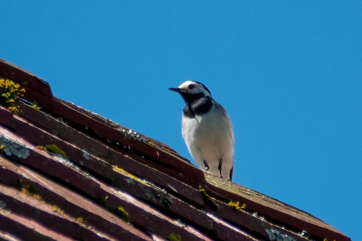 White Wagtail - Michael & Ellen LAM