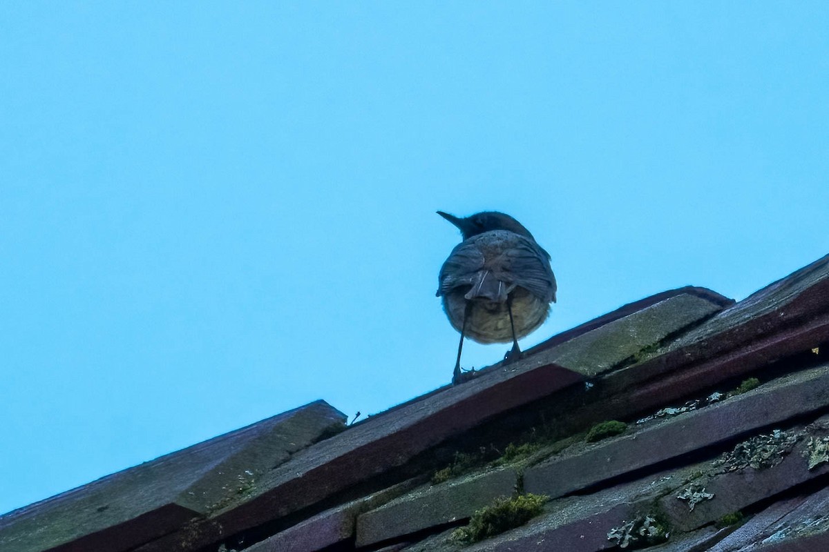 Black Redstart - ML462015741