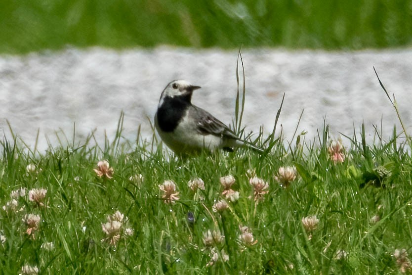 White Wagtail - ML462015831