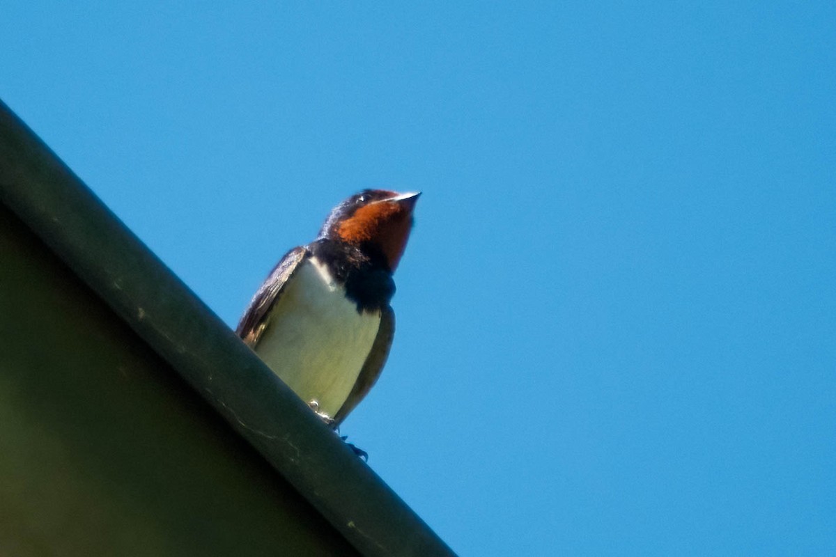 Hirondelle rustique - ML462015901