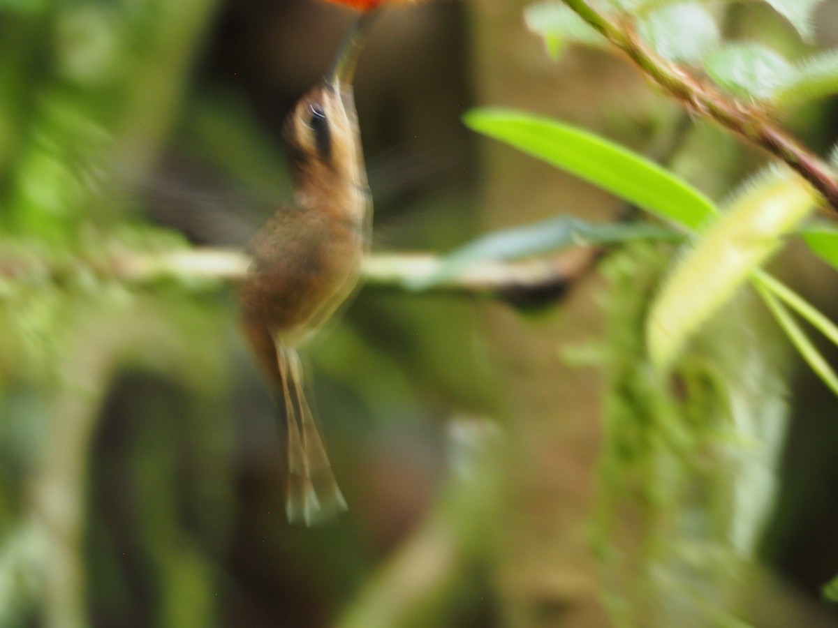 Stripe-throated Hermit - ML462015961