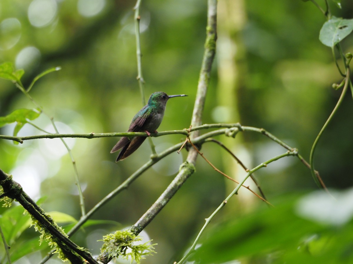 kolibřík křivozobý - ML462016341