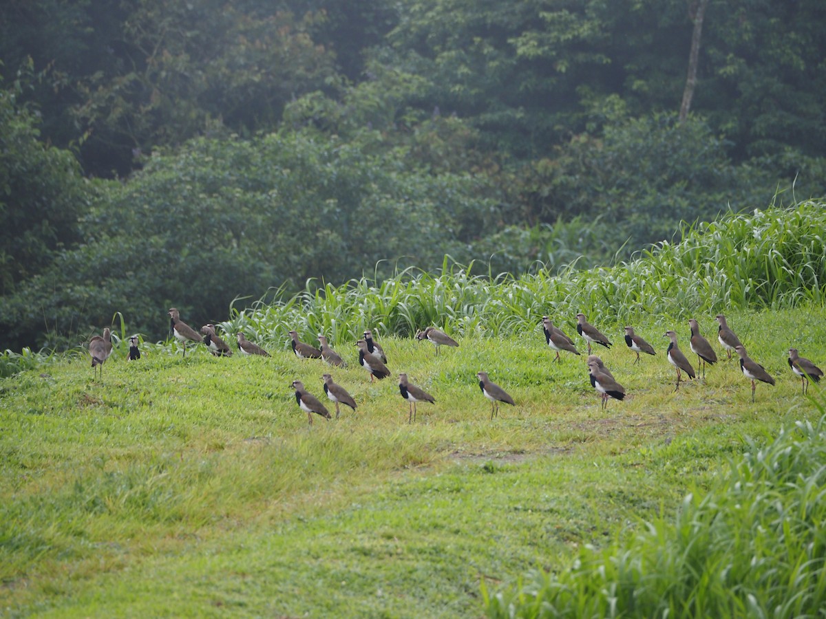 Southern Lapwing - ML462016701