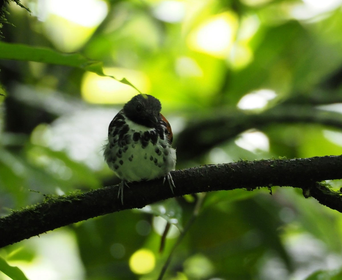 Spotted Antbird - ML462017391