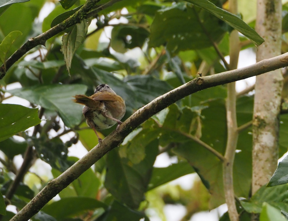 Black-striped Sparrow - ML462018021