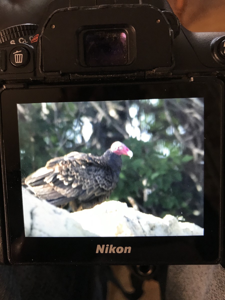 Turkey Vulture - ML462018101