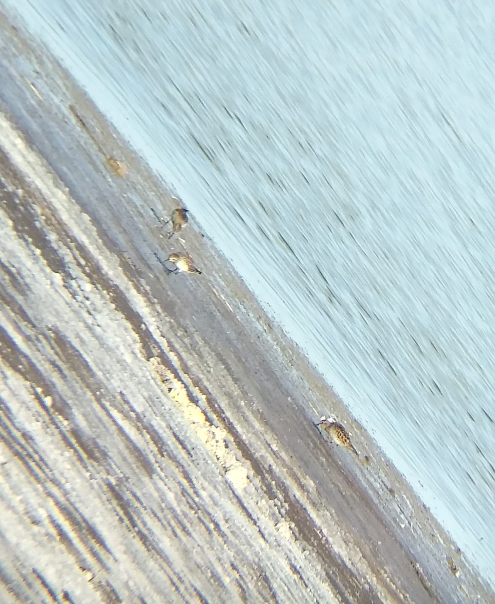 Baird's Sandpiper - ML462018161