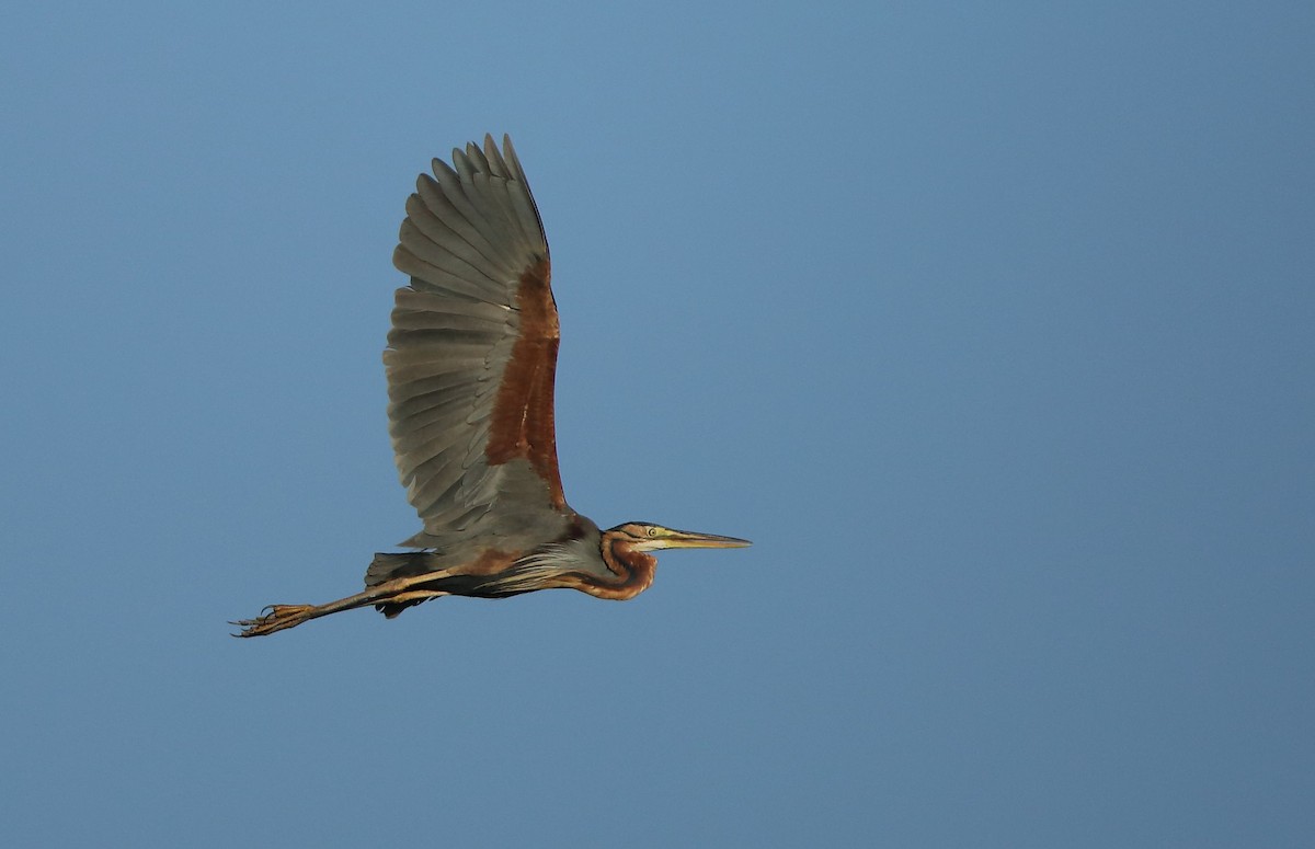 Purple Heron - ML46201821