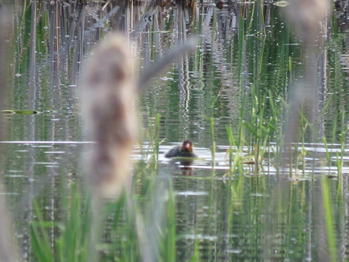 American Coot - ML462018261