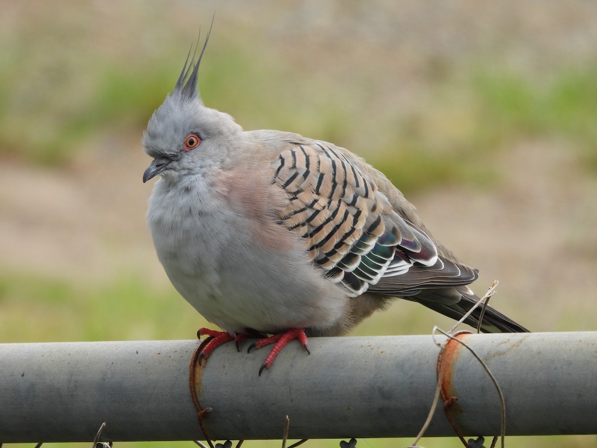 Crested Pigeon - Jean Needham