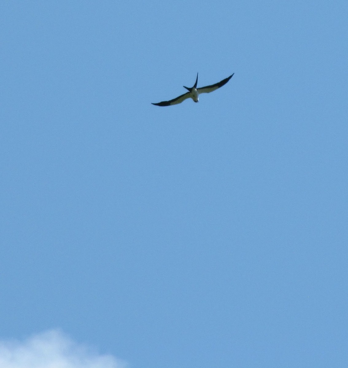 Swallow-tailed Kite - ML462020301
