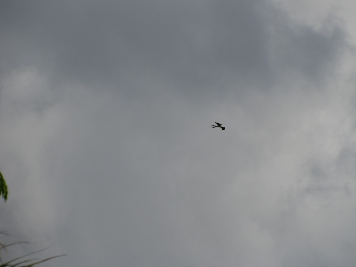 Swallow-tailed Kite - ML462020351