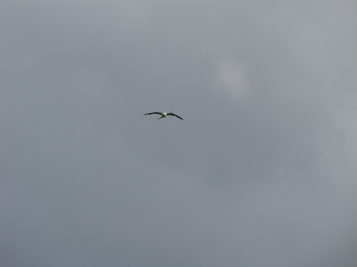 Swallow-tailed Kite - ML462020361