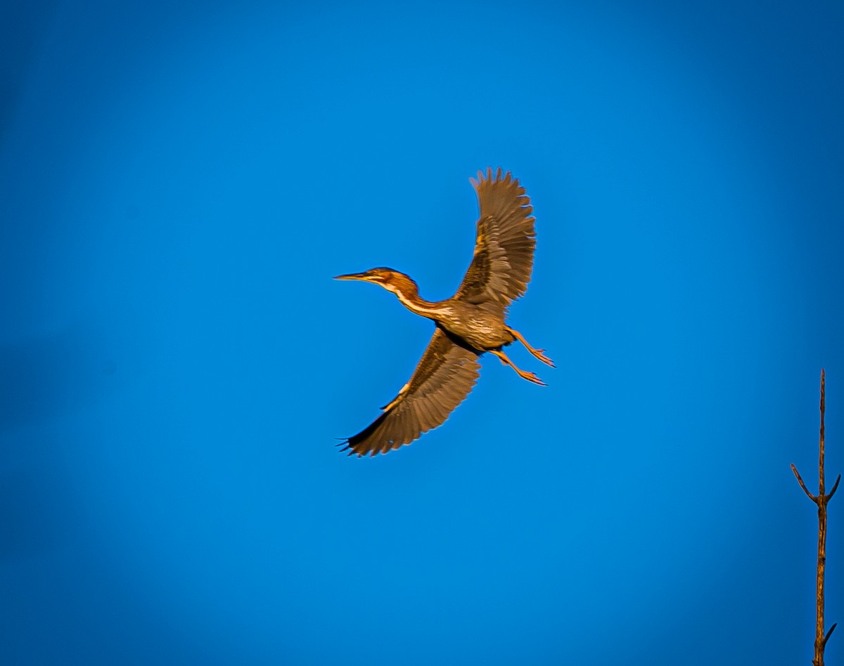 Green Heron - ML462020421