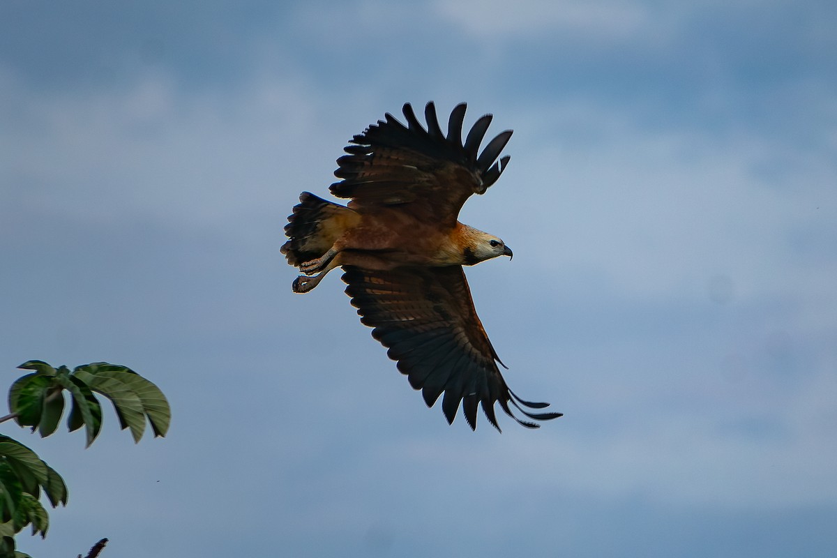 Black-collared Hawk - ML462021981