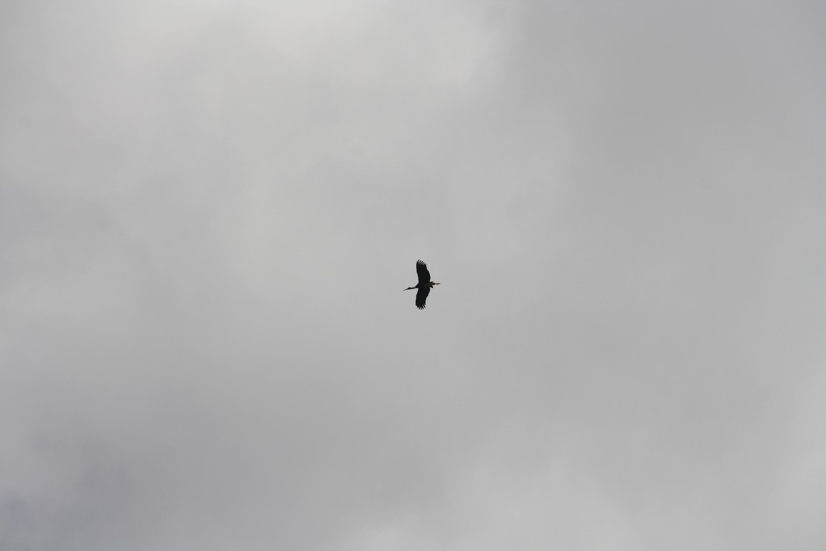 African Woolly-necked Stork - ML46202371