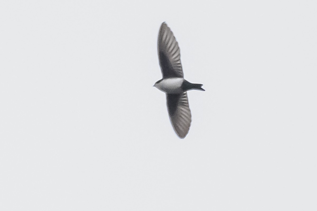 Blue-and-white Swallow - Amed Hernández