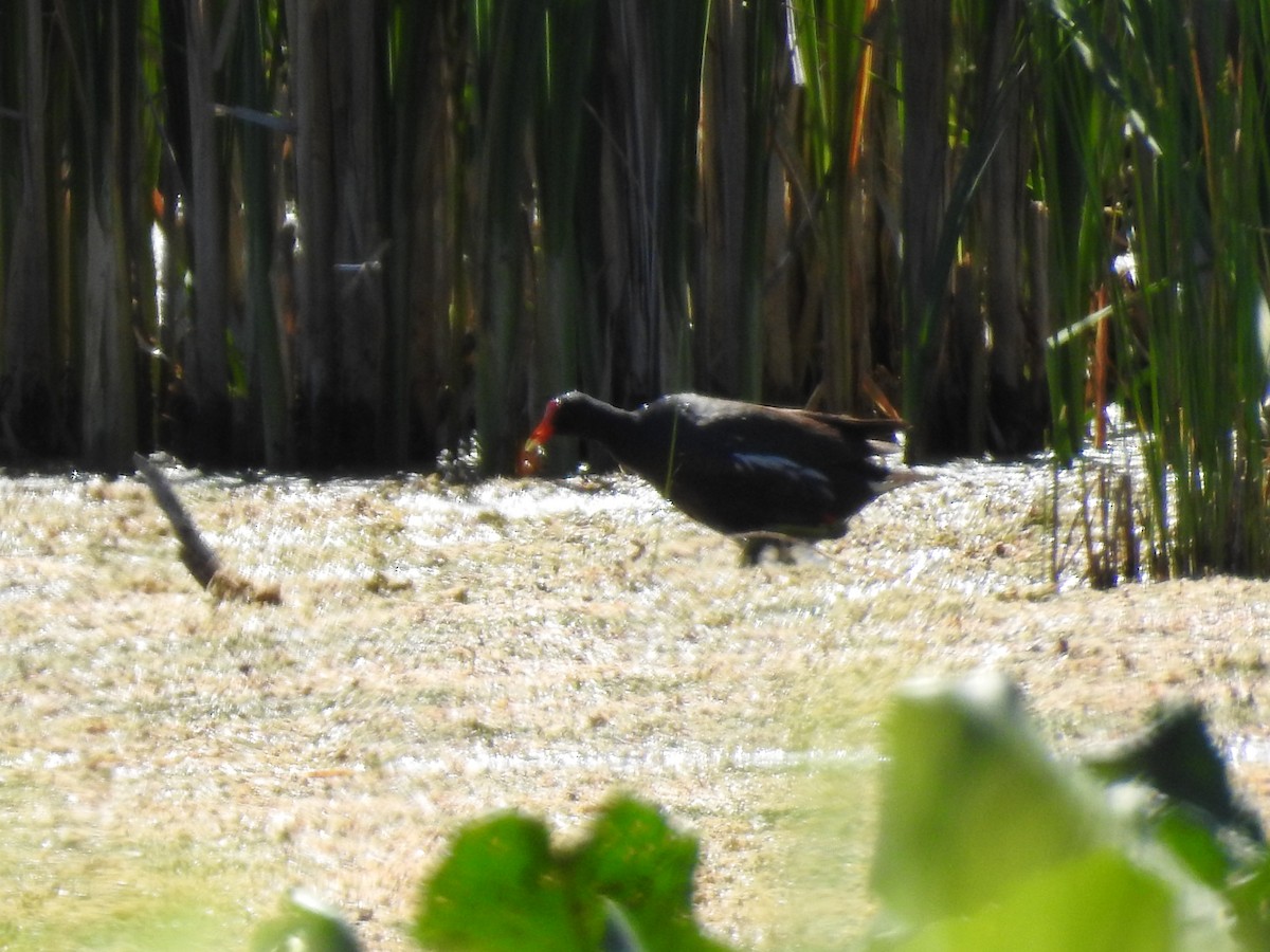 סופית אמריקנית - ML462023891