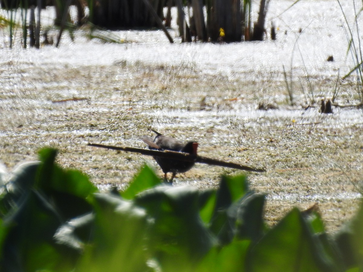סופית אמריקנית - ML462023911