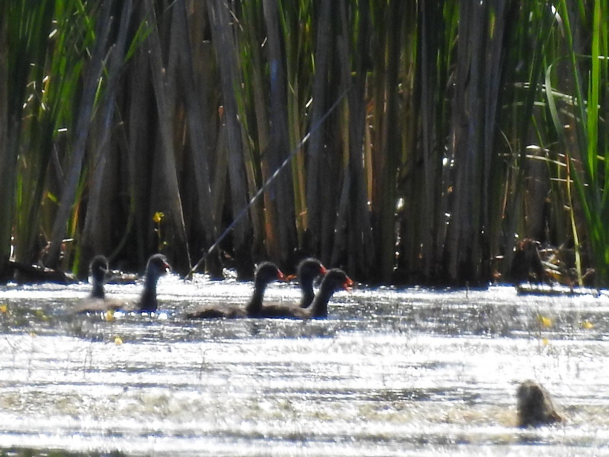 סופית אמריקנית - ML462024151