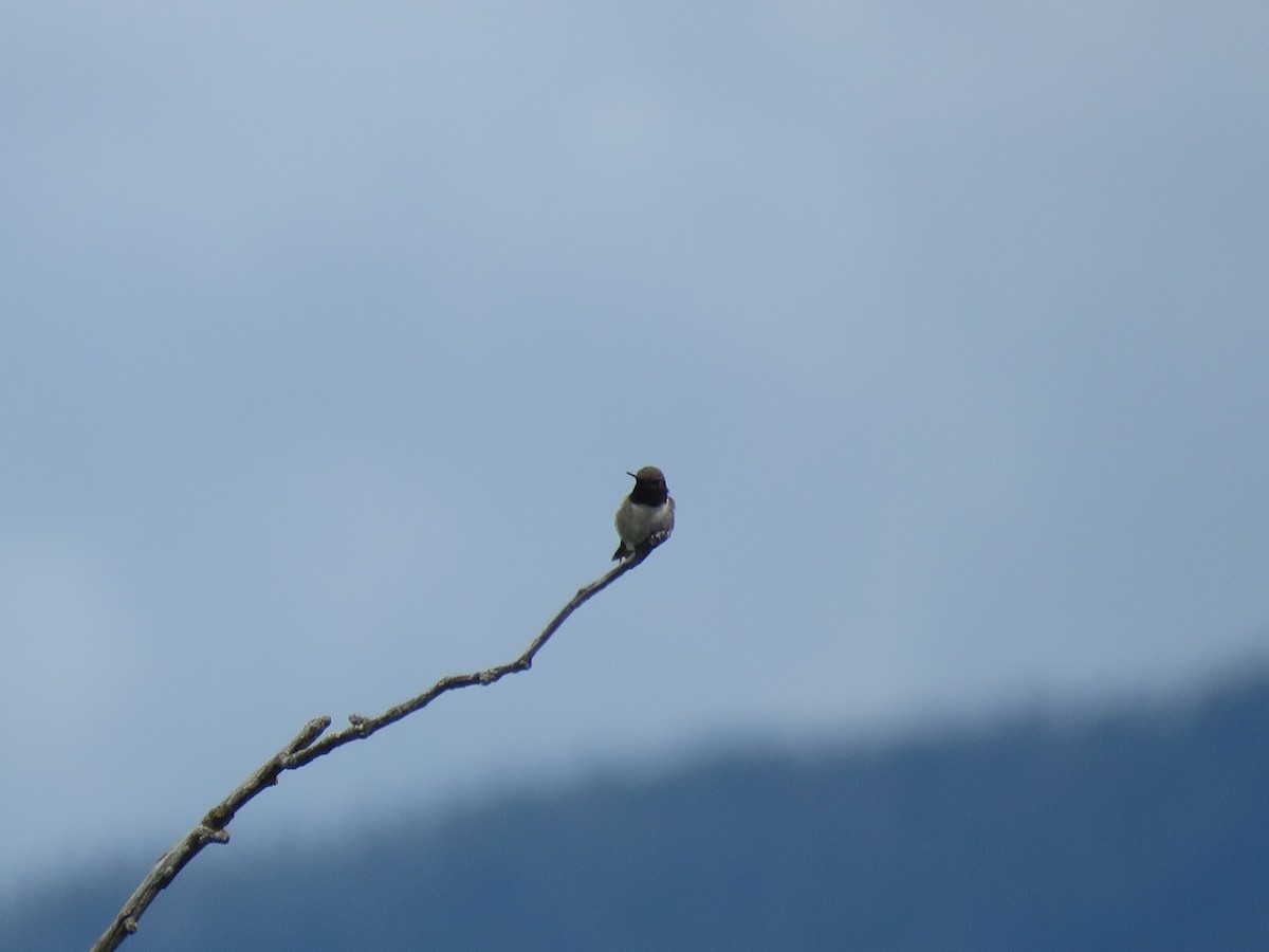 Black-chinned Hummingbird - ML462024221