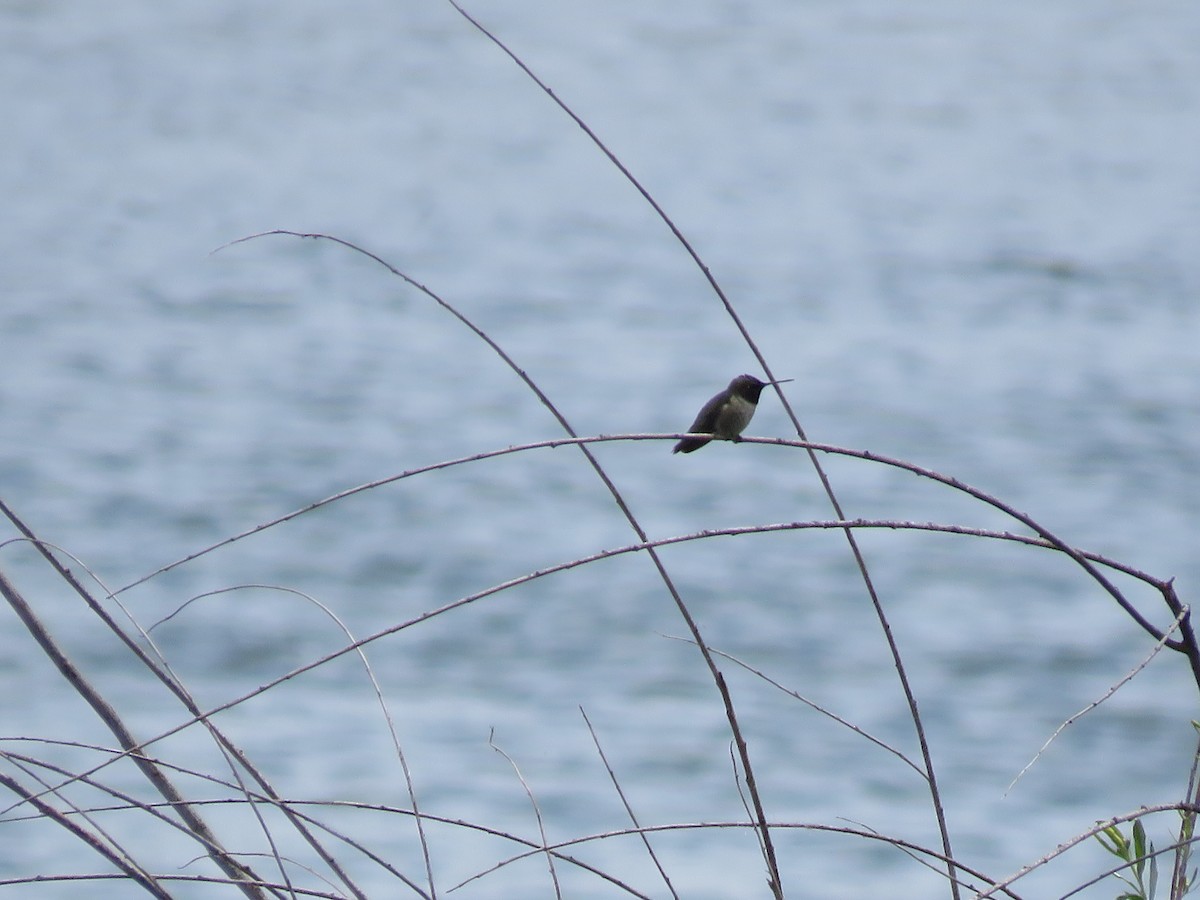 Black-chinned Hummingbird - ML462024311