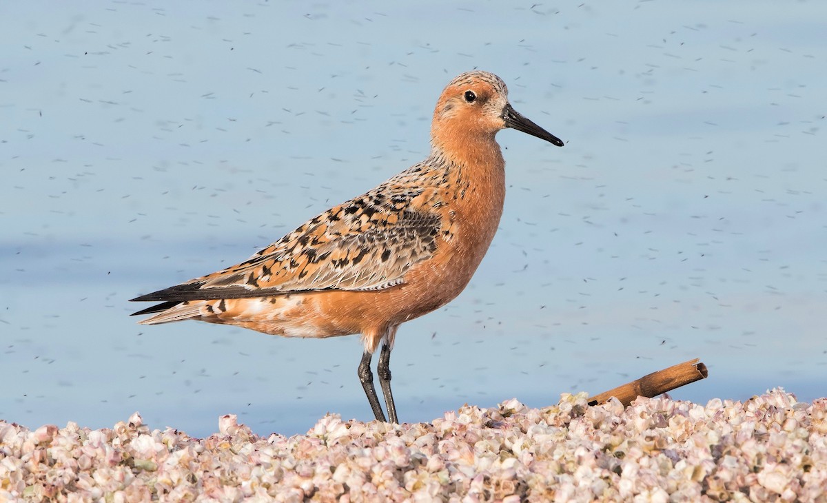 Red Knot - ML462024341