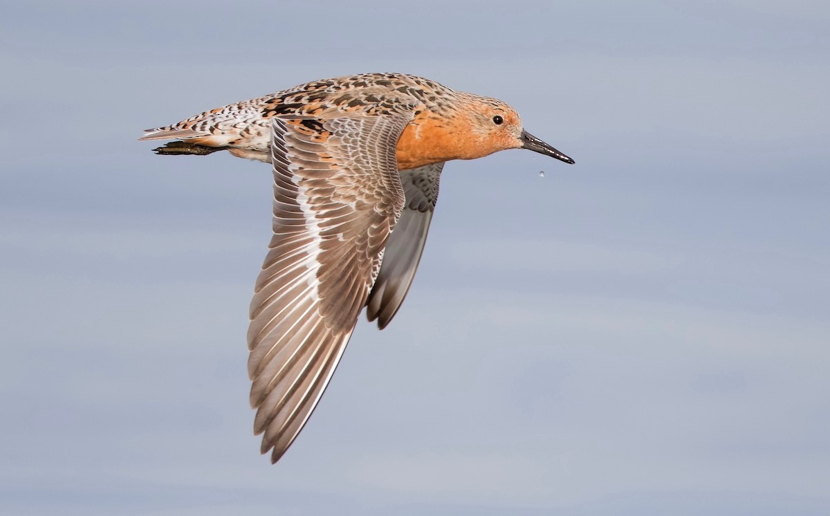 Red Knot - ML462024351