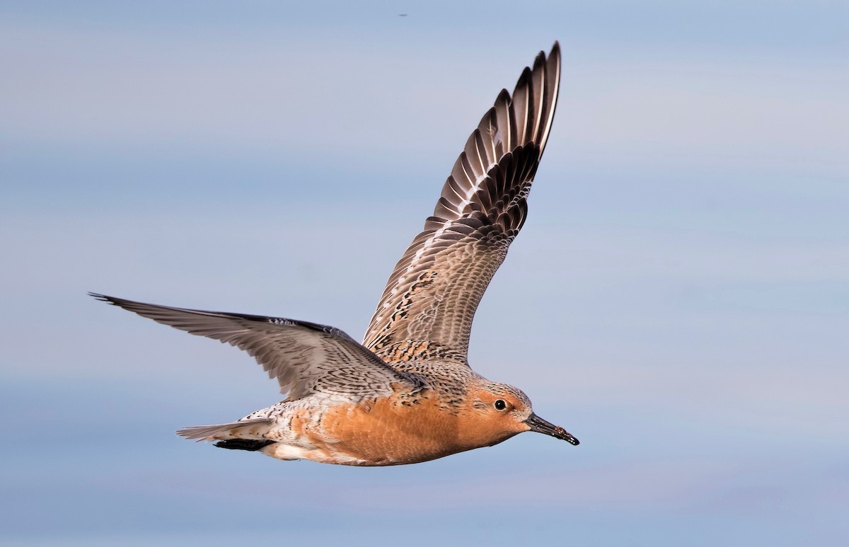 Red Knot - ML462024361