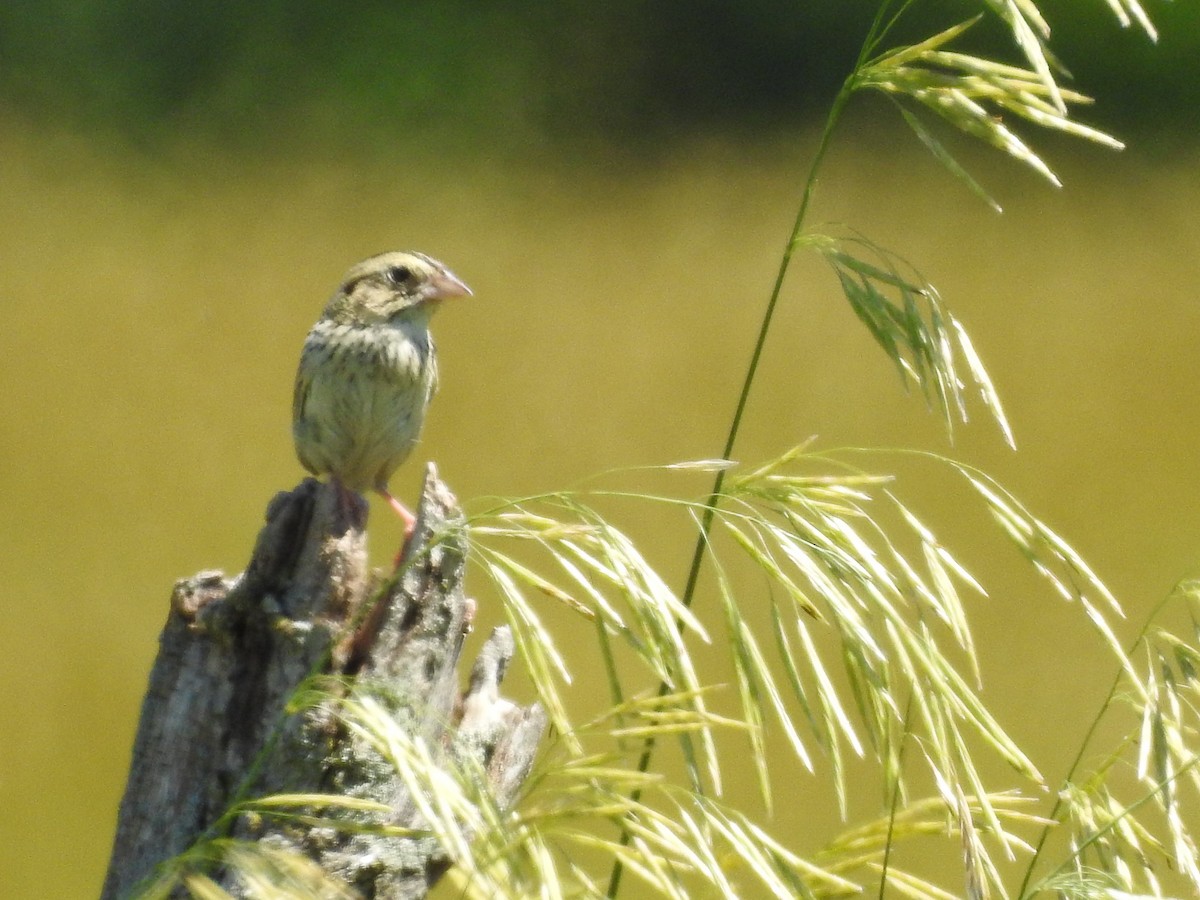 Henslow's Sparrow - ML462024471