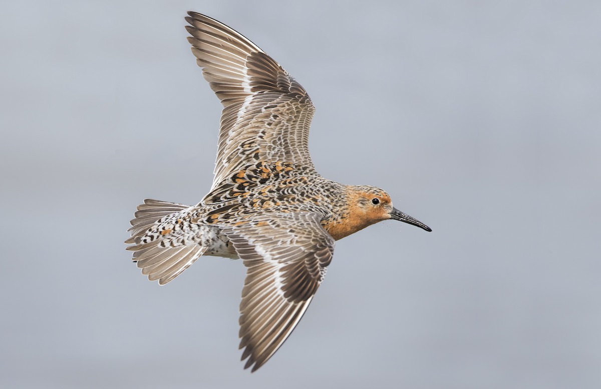 Red Knot - Mark Chappell