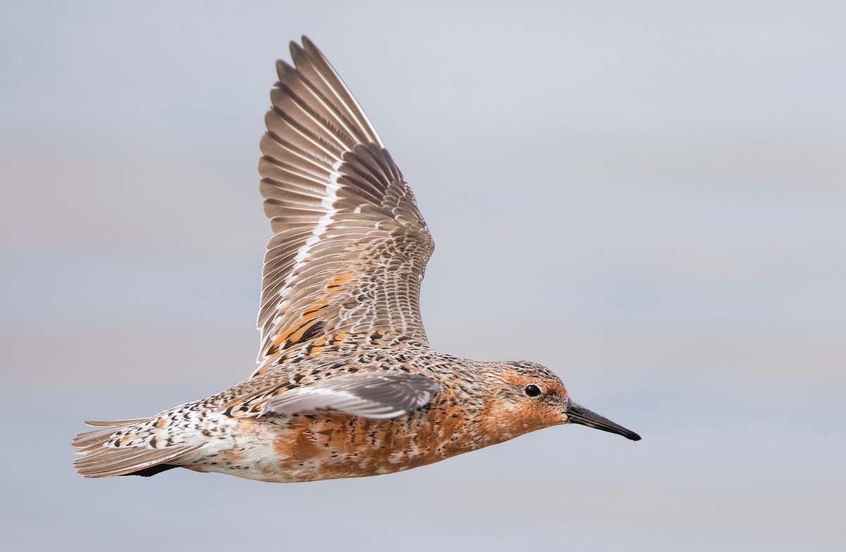 Red Knot - Mark Chappell