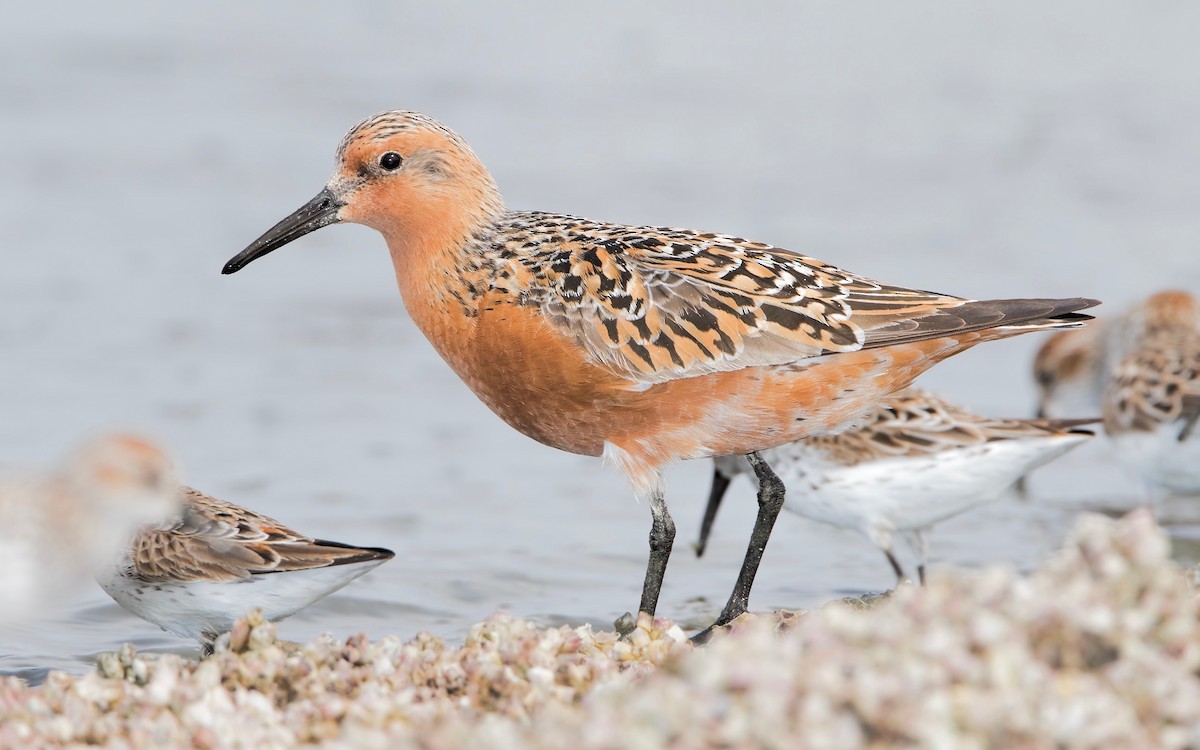 Red Knot - Mark Chappell