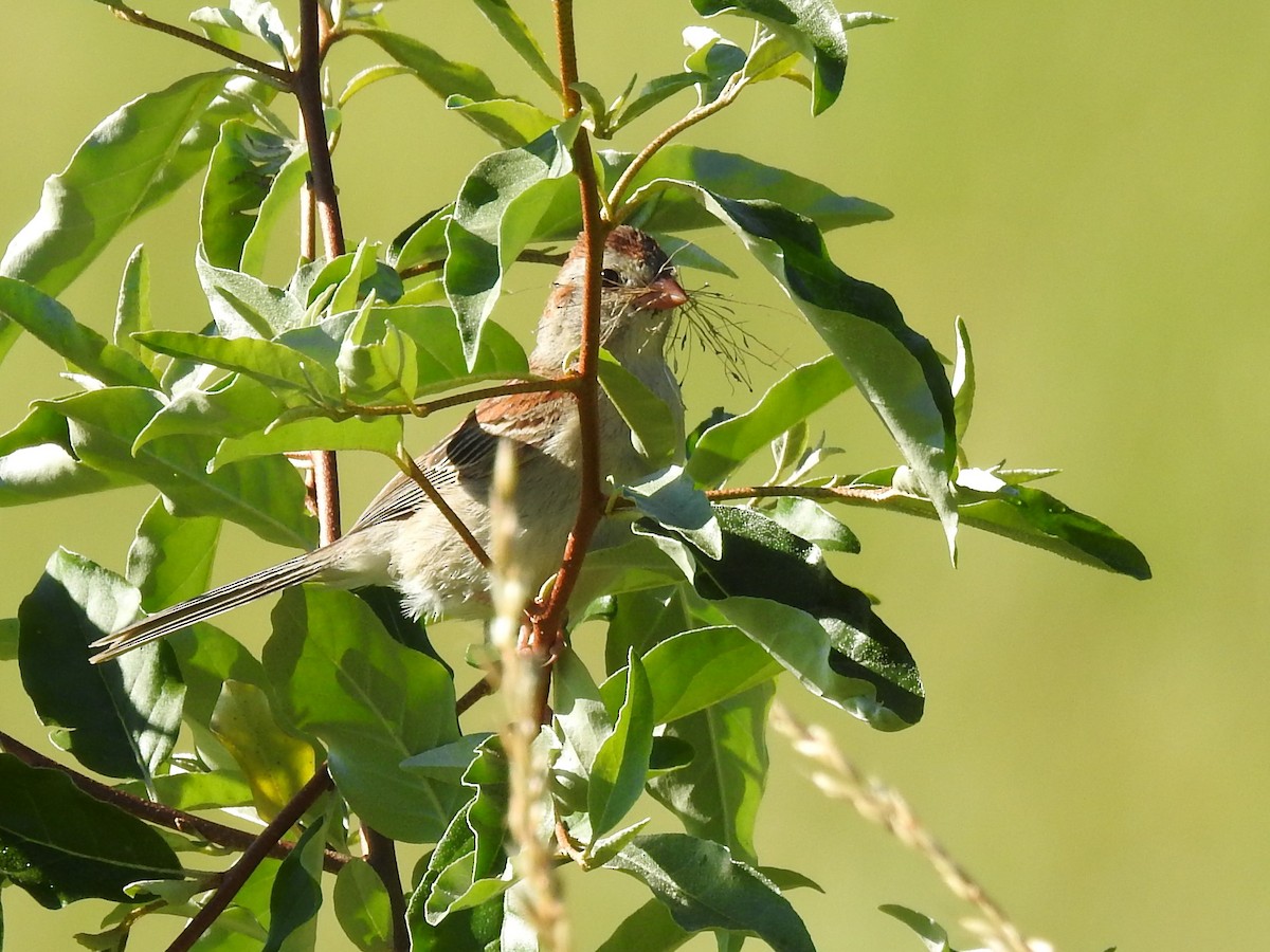 Field Sparrow - ML462024751