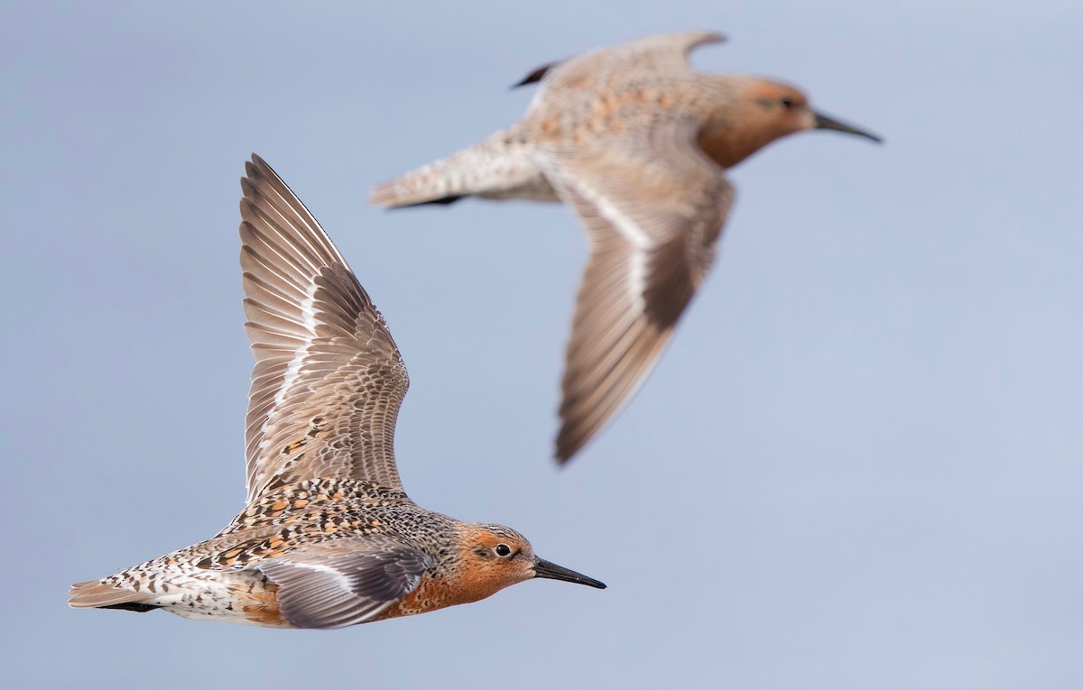 Red Knot - Mark Chappell