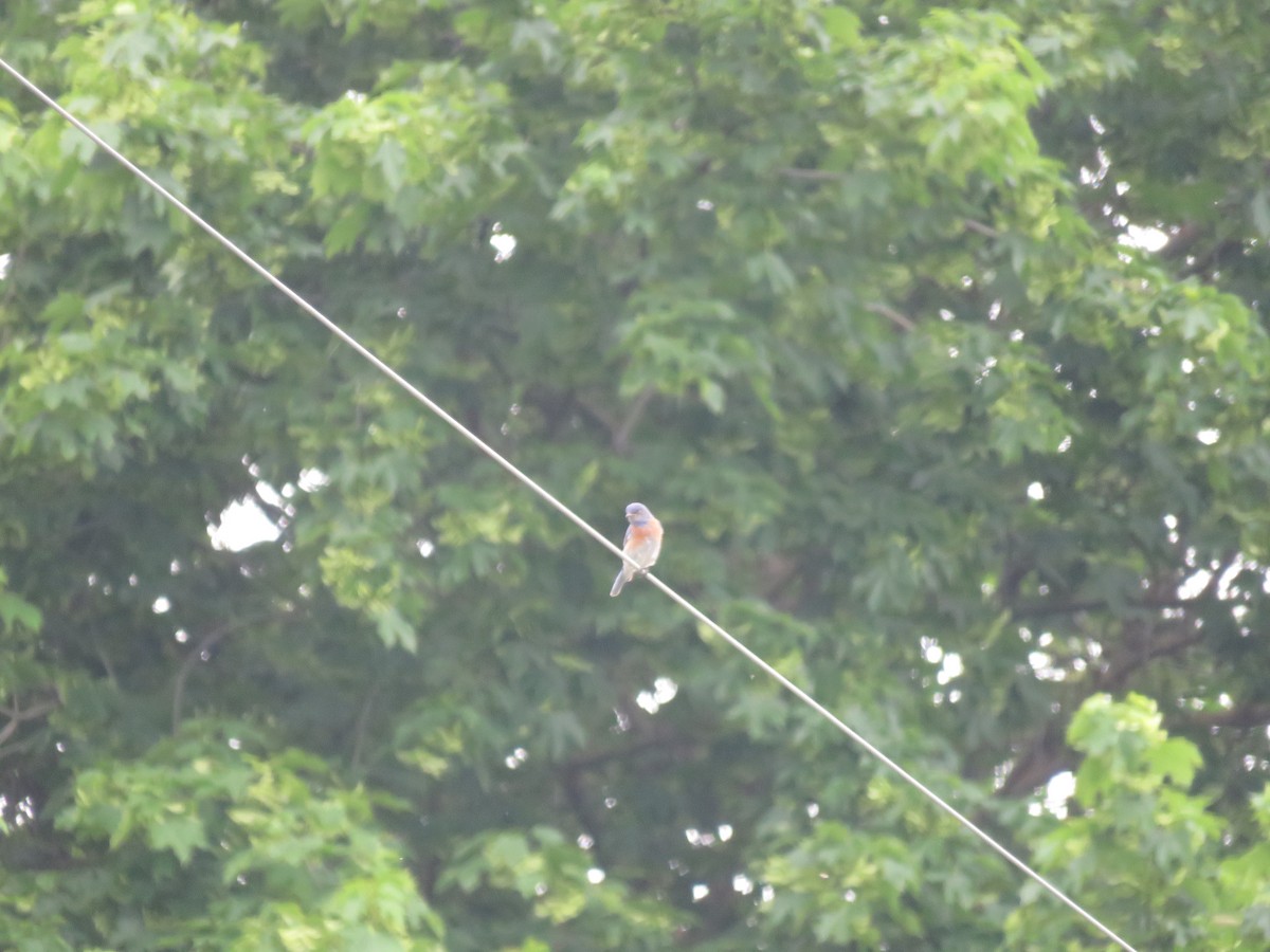 Western Bluebird - ML462026621