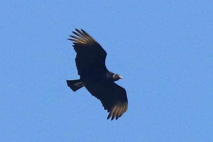 Black Vulture - ML462026731