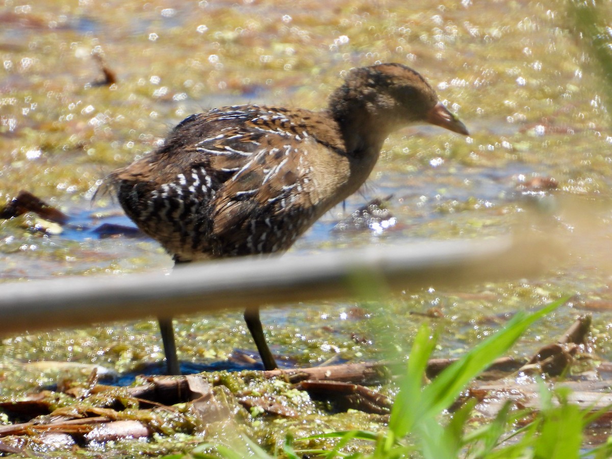 Polluela Sora - ML462027411