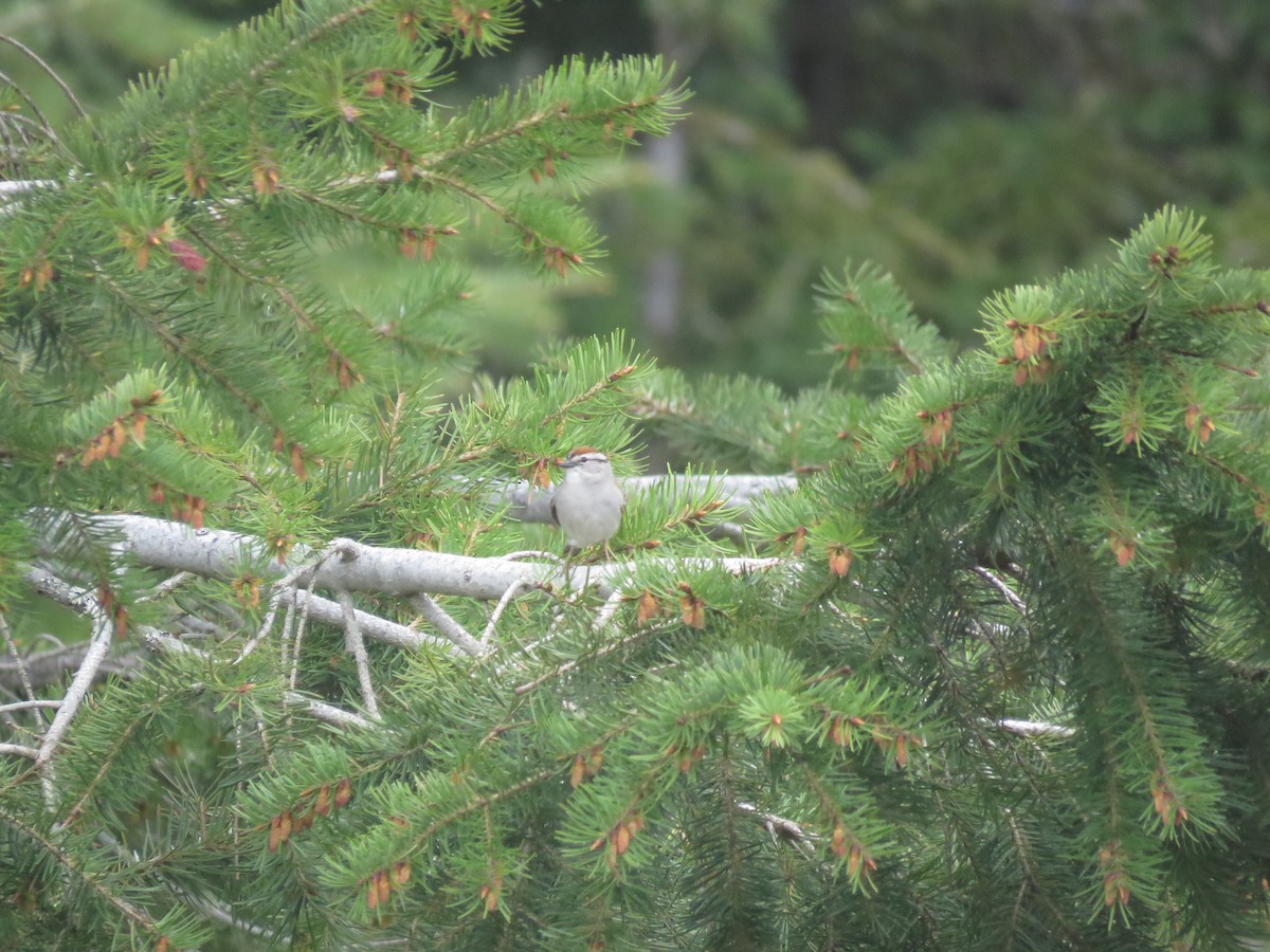 Chipping Sparrow - ML462028951