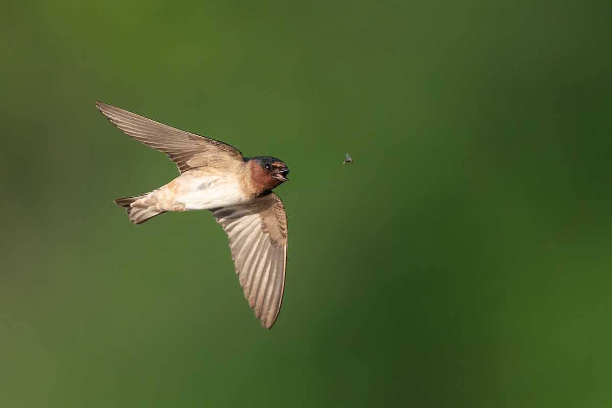 Cliff Swallow - Peter F