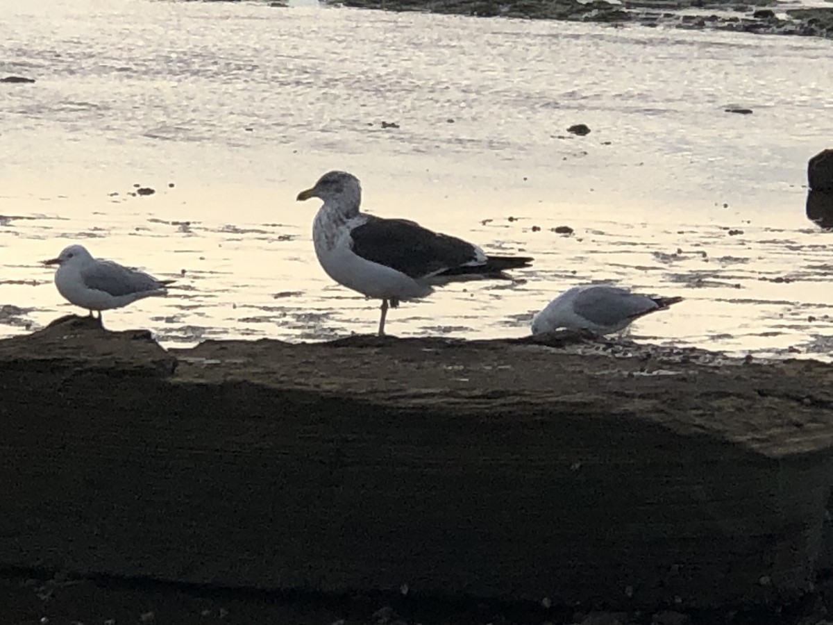 Kelp Gull - ML462029761