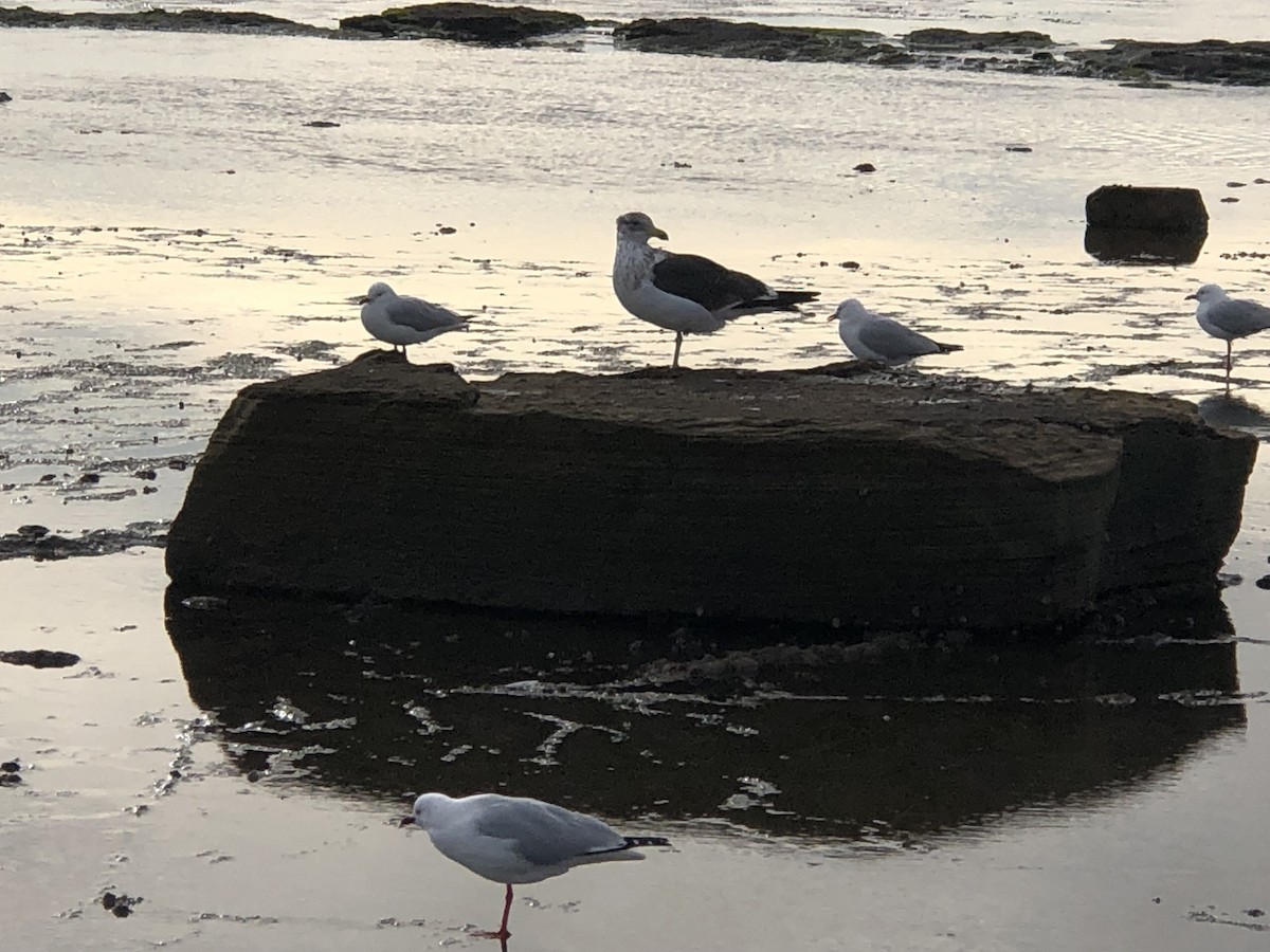 Kelp Gull - ML462029771
