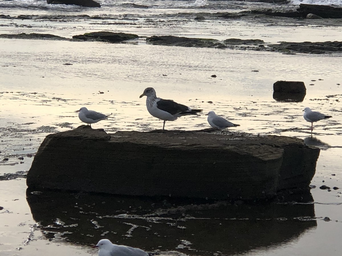 Kelp Gull - ML462029781