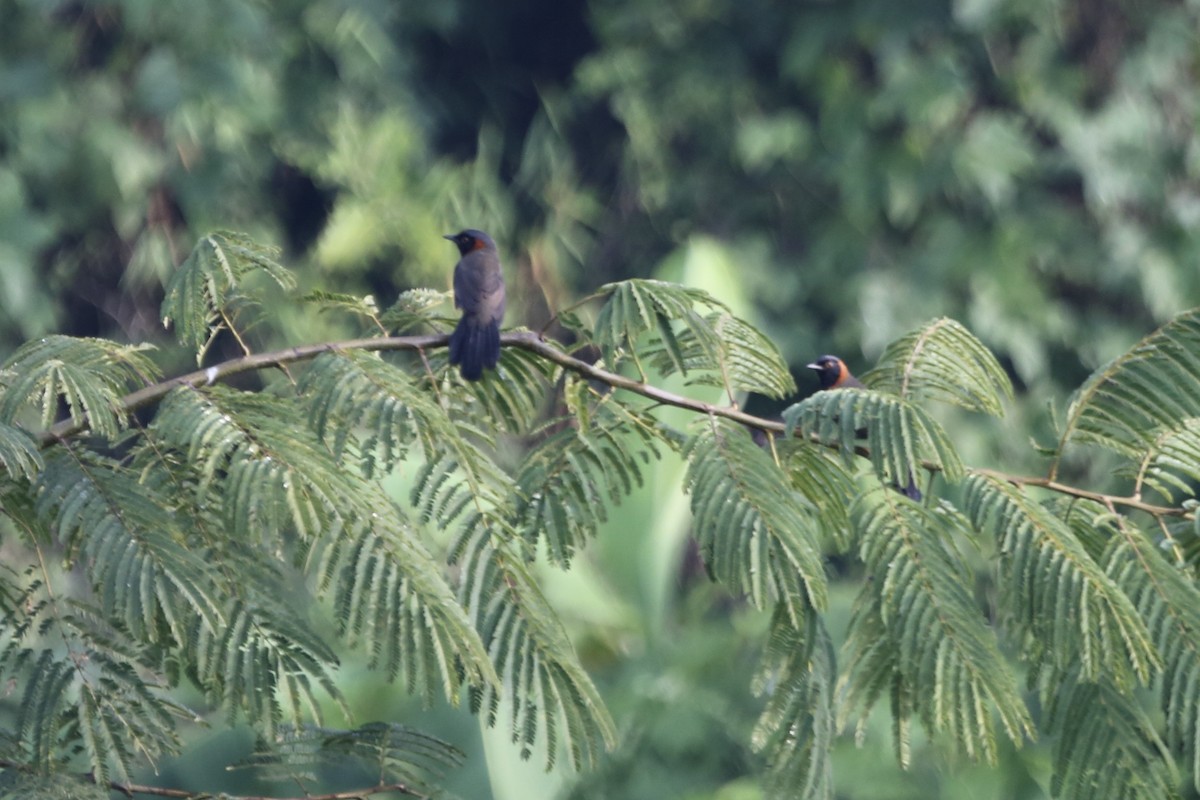 Rufous-necked Laughingthrush - ML462030641